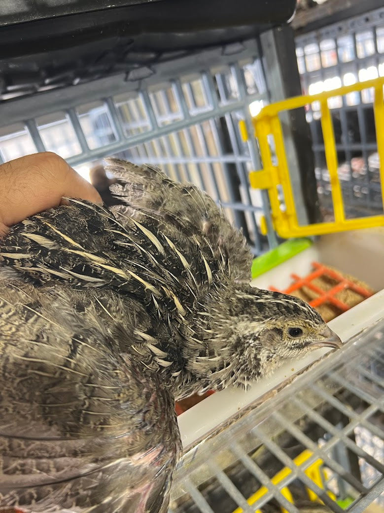 Falb-Fee Quail Hatching Eggs Buddys Hatchery