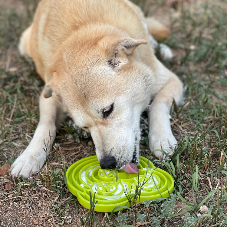 Water Frog eTray - Shallow Slow Feeder Dog Bowl for Enrichment | USA Made ETRAY SodaPup/True Dogs, LLC