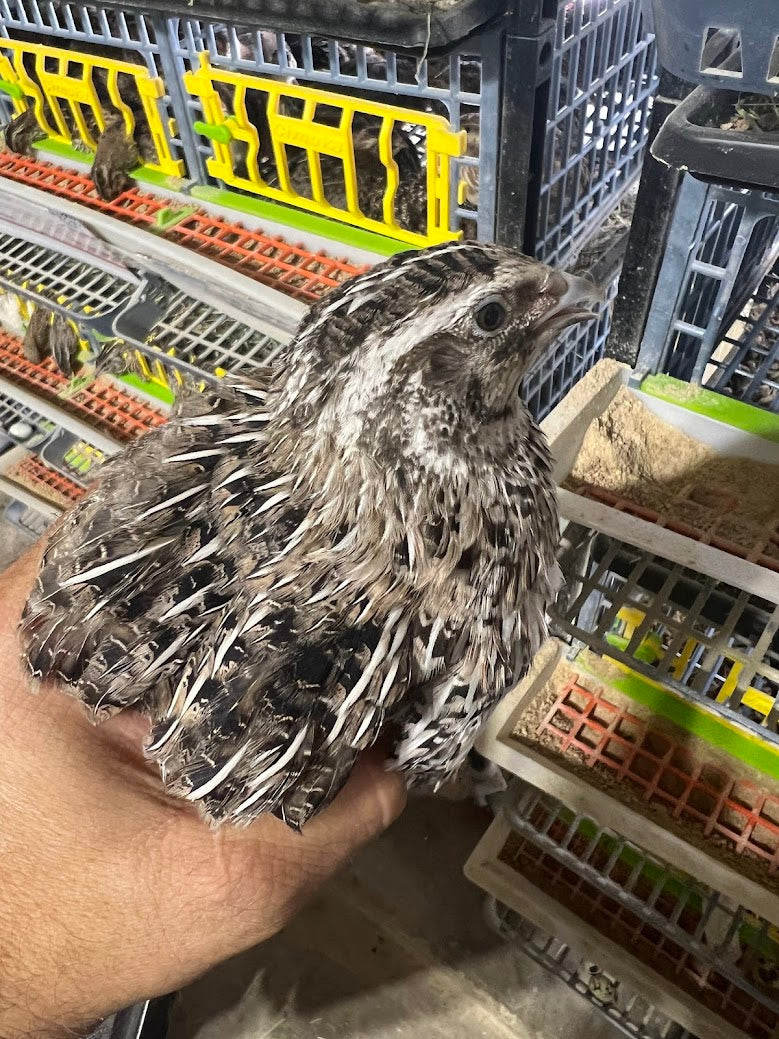 Falb-Fee Quail Hatching Eggs Buddys Hatchery