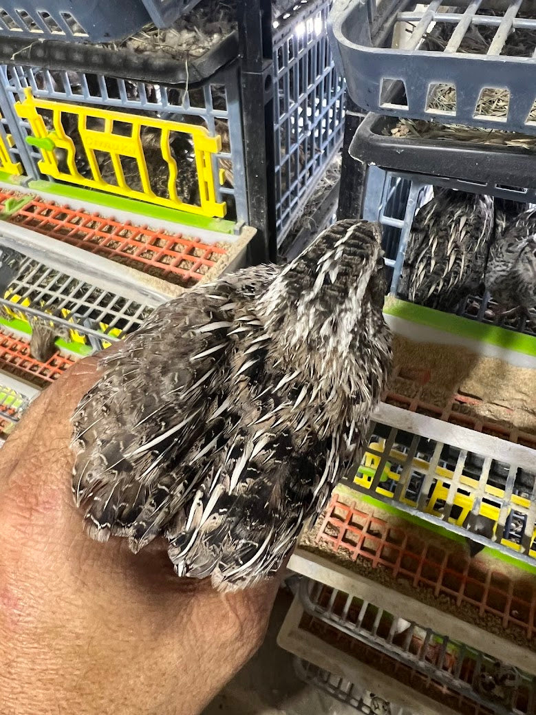 Falb-Fee Quail Hatching Eggs Buddys Hatchery