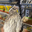 Falb-Fee Quail Hatching Eggs Buddys Hatchery
