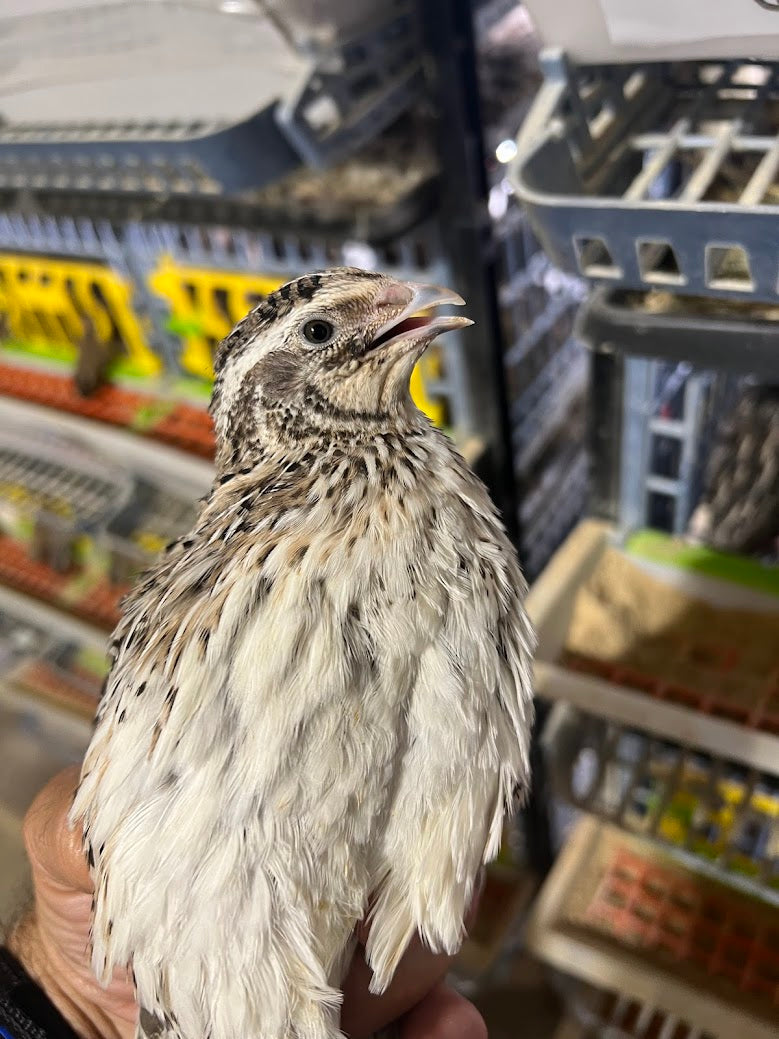 Falb-Fee Quail Hatching Eggs Buddys Hatchery