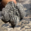 Falb-Fee Quail Hatching Eggs Buddys Hatchery