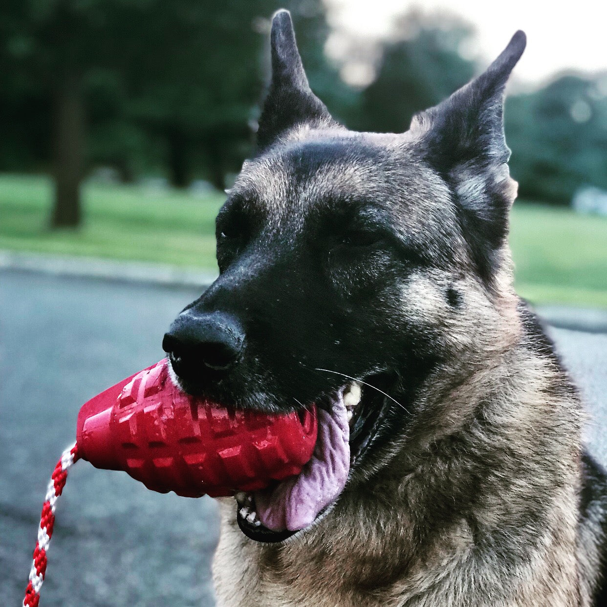 USA-K9 Grenade Rubber Dog Chew Toy | K9 Handler Reward Toy | Blue | USA Made Rubber Dog Toys SodaPup/True Dogs, LLC