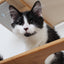 The Bunker - Multi Level Cat Tree with Perch Cat Condo Catastrophic Creations