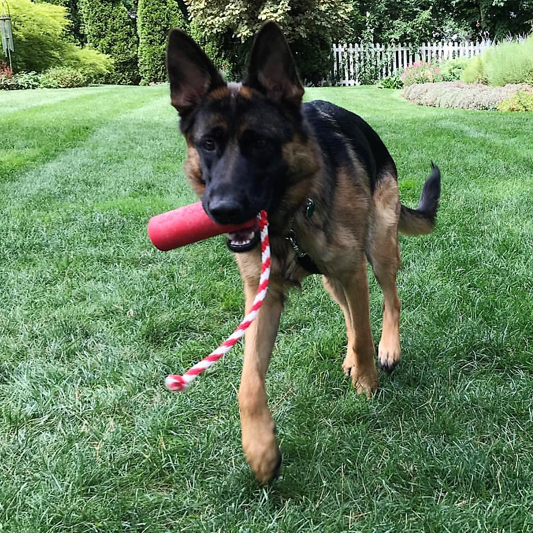 USA-K9 Firecracker Floating Training Dummy | K9 Handler Reward Toy | Red | USA Made Rubber Dog Toys SodaPup/True Dogs, LLC