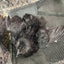 All Black Quail Hatching Eggs - Pure Breed, Ideal for Aviary Hobbyists & Breeders Buddys Hatchery