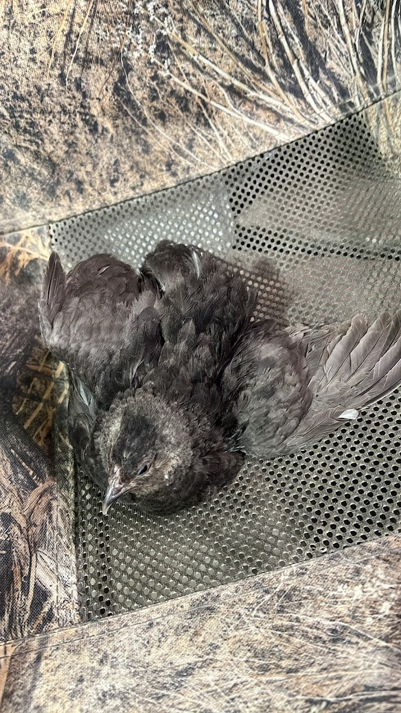 All Black Quail Hatching Eggs - Pure Breed, Ideal for Aviary Hobbyists & Breeders Buddys Hatchery