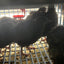 All Black Quail Hatching Eggs - Pure Breed, Ideal for Aviary Hobbyists & Breeders Buddys Hatchery