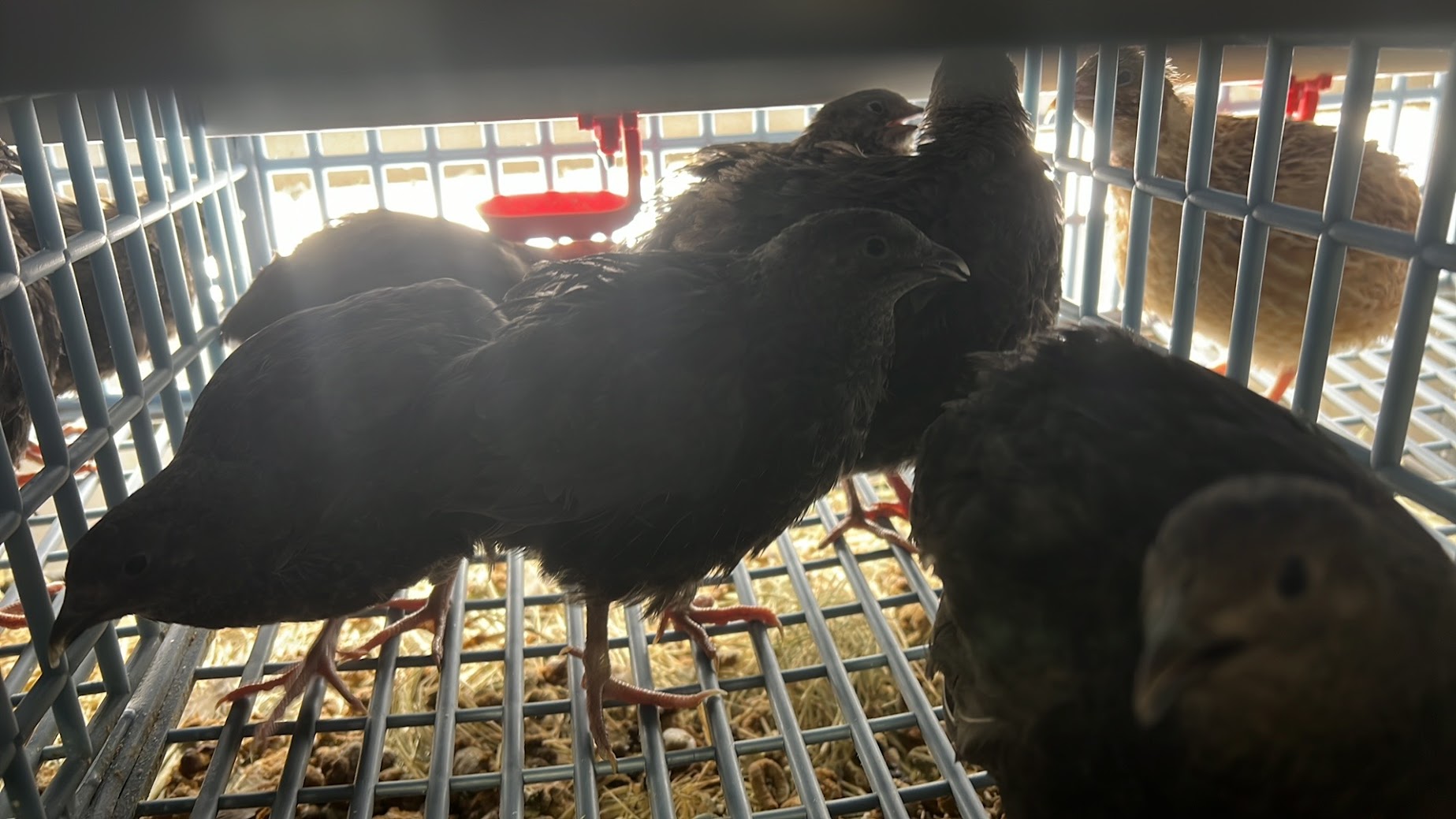 All Black Quail Hatching Eggs - Pure Breed, Ideal for Aviary Hobbyists & Breeders Buddys Hatchery