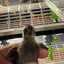 All Black Quail Hatching Eggs - Pure Breed, Ideal for Aviary Hobbyists & Breeders Buddys Hatchery
