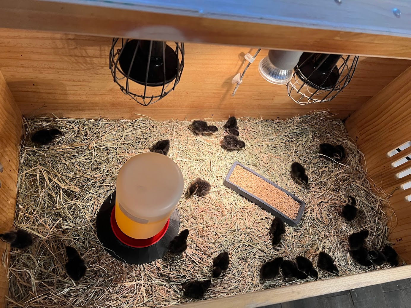 All Black Quail Hatching Eggs - Pure Breed, Ideal for Aviary Hobbyists & Breeders Buddys Hatchery