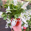 Zygocactus 'Christmas Cactus' 4" Pot White House Plant Shop