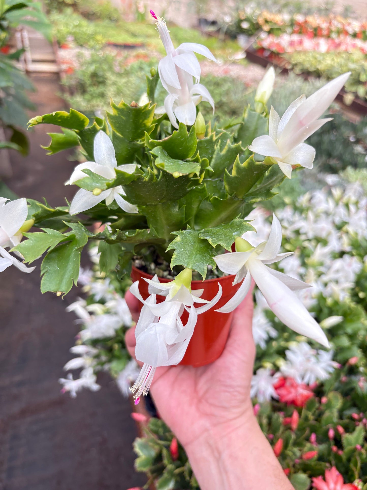 Zygocactus 'Christmas Cactus' 4" Pot White House Plant Shop