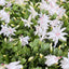 Zygocactus 'Christmas Cactus' White House Plant Shop