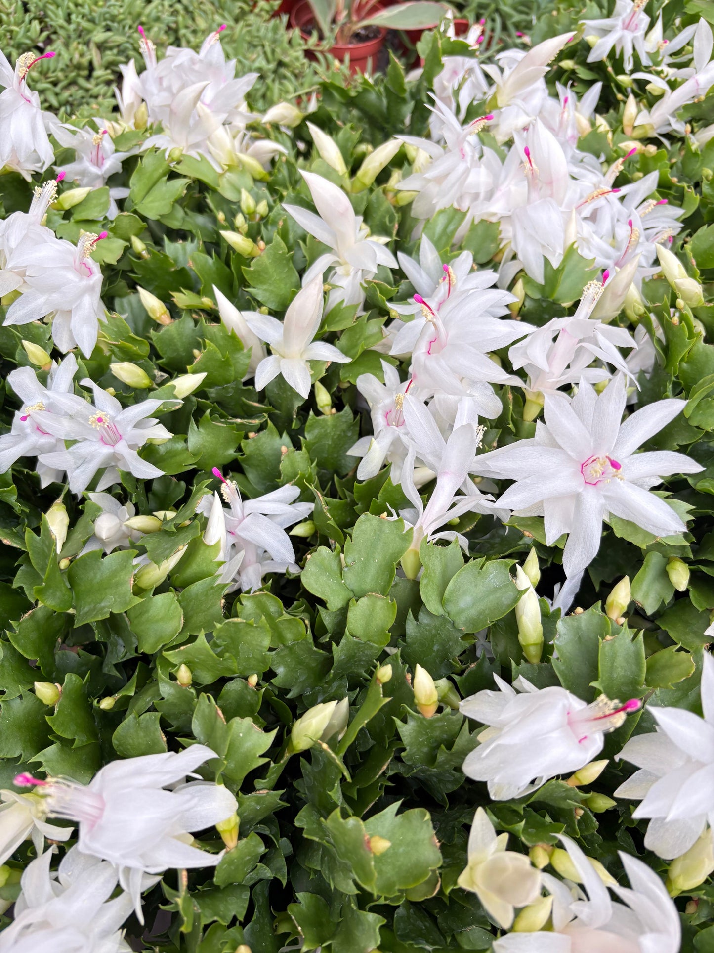 Zygocactus 'Christmas Cactus' White House Plant Shop