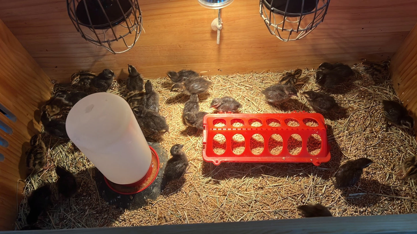 All Black Quail Hatching Eggs - Pure Breed, Ideal for Aviary Hobbyists & Breeders Buddys Hatchery