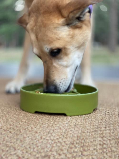 Pine Tree Christmas eBowl Deep Slow Feeder Dog Bowl for Enrichment | USA Made EBOWL SodaPup/True Dogs, LLC