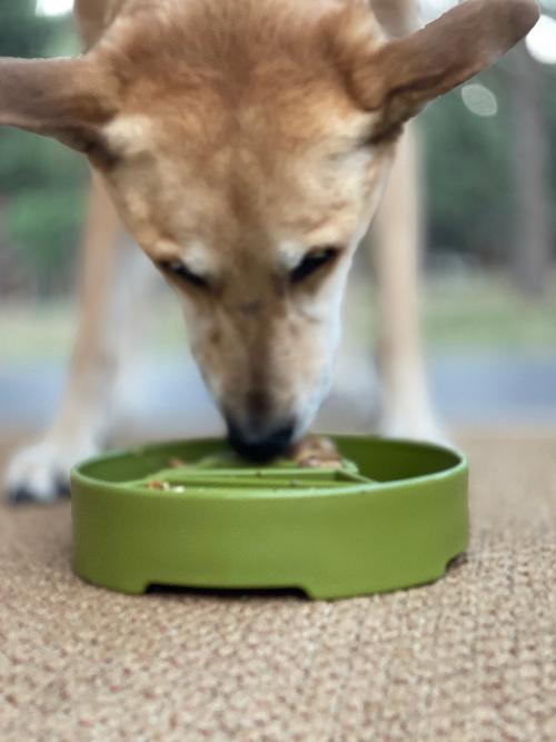 Pine Tree Christmas eBowl Deep Slow Feeder Dog Bowl for Enrichment | USA Made EBOWL SodaPup/True Dogs, LLC