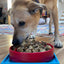 Hold 'em Suction Cup Holder for Dog Bowls & Lick Mats | USA Made EMAT SodaPup/True Dogs, LLC