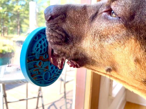 Turtle eMat-Mini Lick Mat with Suction Cups - Small Dogs & Cats | USA EMAT SodaPup/True Dogs, LLC