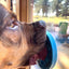 Turtle eMat-Mini Lick Mat with Suction Cups - Small Dogs & Cats | USA EMAT SodaPup/True Dogs, LLC