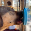 Turtle eMat-Mini Lick Mat with Suction Cups - Small Dogs & Cats | USA EMAT SodaPup/True Dogs, LLC