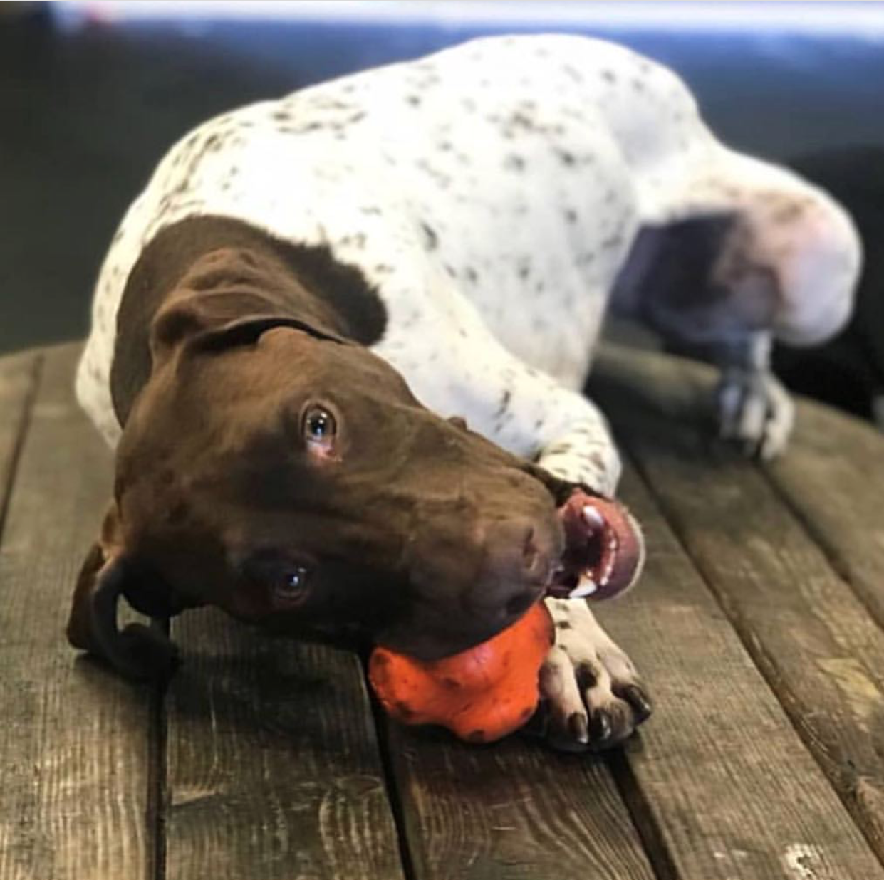 Crazy Bounce Rubber Dog Chew Toy for Power Chewers | Retrieving Ball | USA Made Rubber Dog Toys SodaPup/True Dogs, LLC