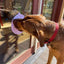 Lotus Design emat - Enrichment Lick Mat For Dogs and Cats - With Suction Cups | USA Made EMAT SodaPup/True Dogs, LLC
