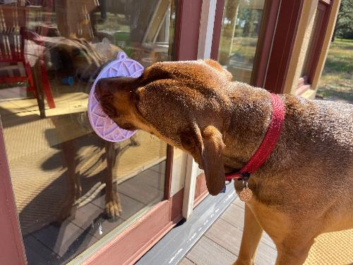 Lotus Design emat - Enrichment Lick Mat For Dogs and Cats - With Suction Cups | USA Made EMAT SodaPup/True Dogs, LLC
