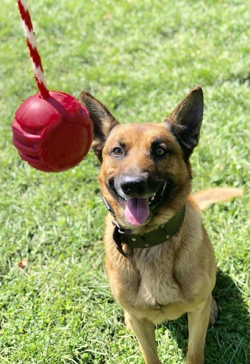 USA-K9 Stars and Stripes Rubber Dog Toy | K9 Handler Reward Toy | Red | USA Made Rubber Dog Toys SodaPup/True Dogs, LLC