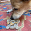Turtle Nylon Chew Toy - Ultra-Durable Enrichment Toy for Power Chewers USA Nylon Dog Toys SodaPup/True Dogs, LLC