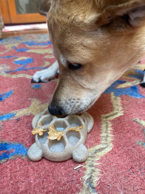 Turtle Nylon Chew Toy - Ultra-Durable Enrichment Toy for Power Chewers USA Nylon Dog Toys SodaPup/True Dogs, LLC