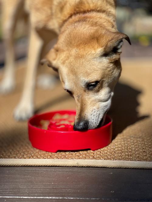 Santa Christmas eBowl Deep Slow Feeder Dog Bowl for Enrichment | USA Made EBOWL SodaPup/True Dogs, LLC