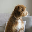 'Sand' - Velvet Dog Collar Velvet Collar FURLOU