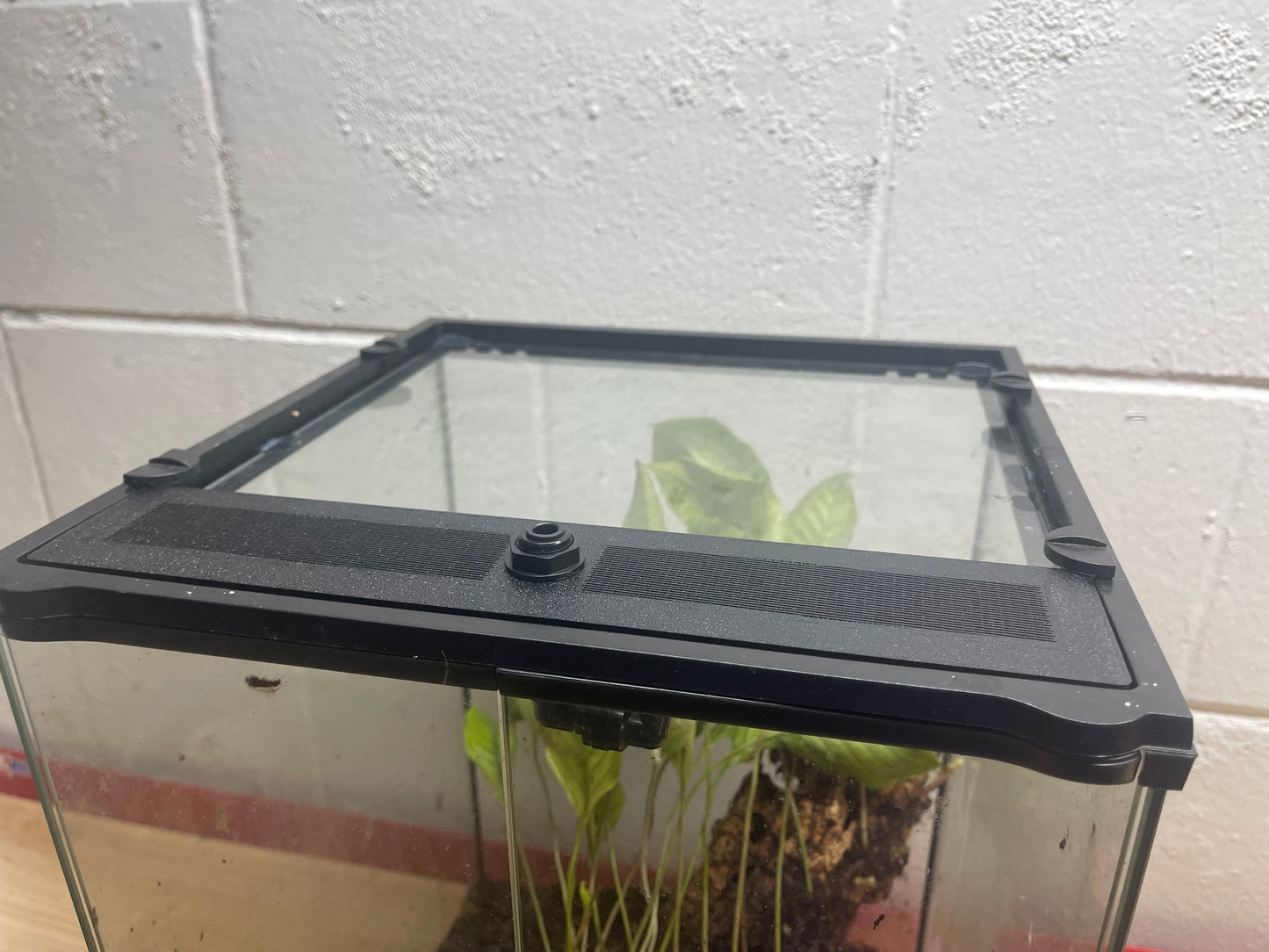 Custom Replacement Top for 24" Exo Terra Terrariums – Humidity Retaining with Fly-Proof Ventilation Thrive Ecosystems