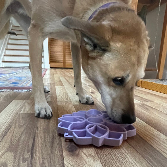 Mandala Softie eTray Shallow Slow Feeder Dog Bowl with Suction Cups | USA Made ETRAY SodaPup/True Dogs, LLC