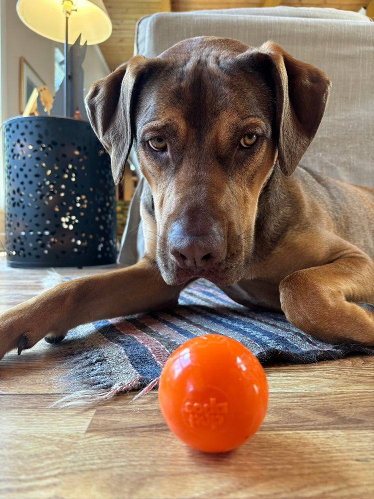 Squeak Ball - Durable Squeaky Dog Toy, Floats, Chew Toy | USA Made Rubber Dog Toys SodaPup/True Dogs, LLC