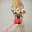 USA-K9 Grenade Rubber Dog Chew Toy | K9 Handler Reward Toy | Blue | USA Made Rubber Dog Toys SodaPup/True Dogs, LLC