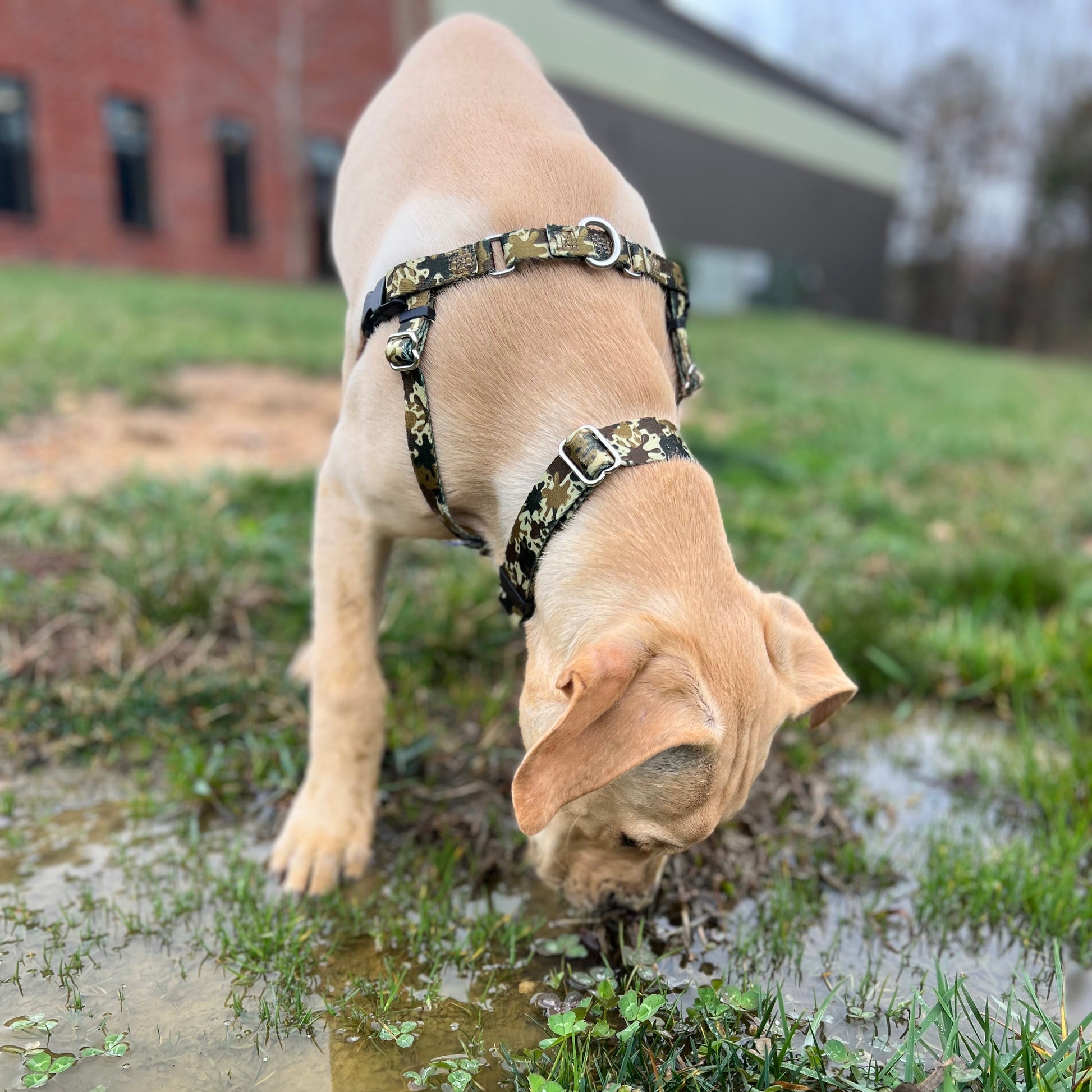 Archie Loves Mud Dog Collar – EarthStyle 2 Hounds Design