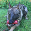 USA-K9 Firecracker Floating Training Dummy | K9 Handler Reward Toy | Red | USA Made Rubber Dog Toys SodaPup/True Dogs, LLC