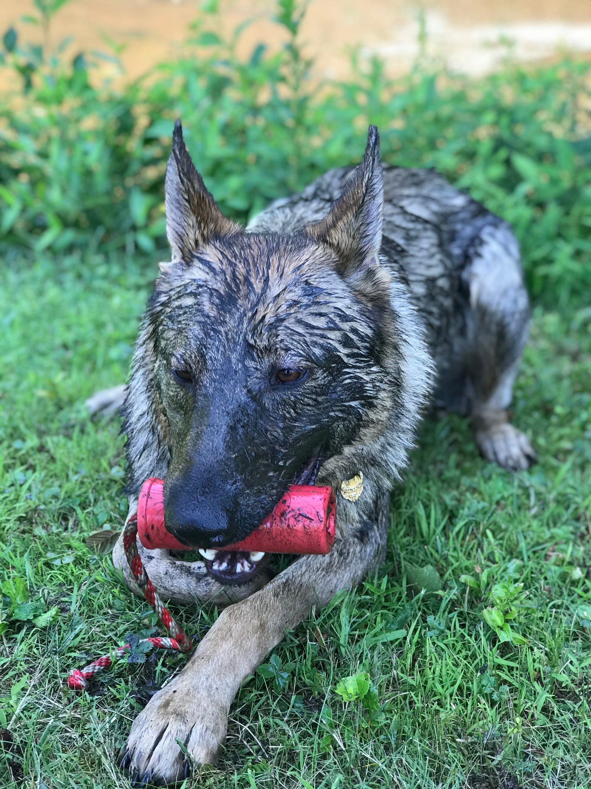 USA-K9 Firecracker Floating Training Dummy | K9 Handler Reward Toy | Red | USA Made Rubber Dog Toys SodaPup/True Dogs, LLC