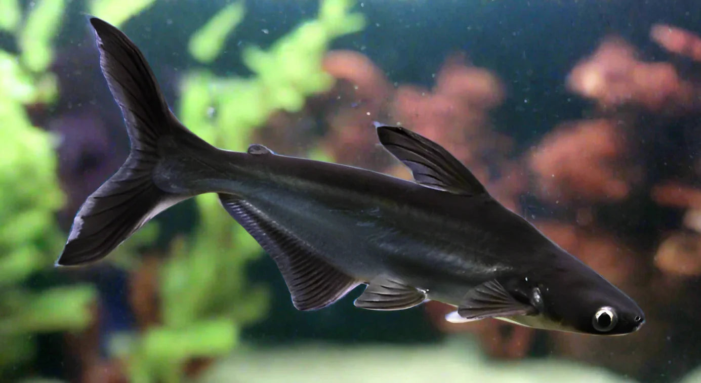 Iridescent Shark SHARK Danaqua Live Fish & More
