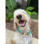 Infinity Braid in Teal & Light Tan - Handmade Dog Collar Handmade Braided Collars Pawsh Pup Co.