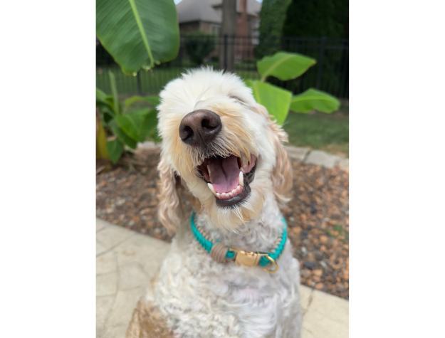 Infinity Braid in Teal & Light Tan - Handmade Dog Collar Handmade Braided Collars Pawsh Pup Co.