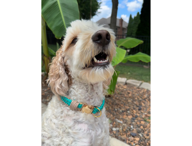 Infinity Braid in Teal & Light Tan - Handmade Dog Collar Handmade Braided Collars Pawsh Pup Co.