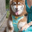 Island Vibes Ultimate Dog Harness Harness Aria the Fox