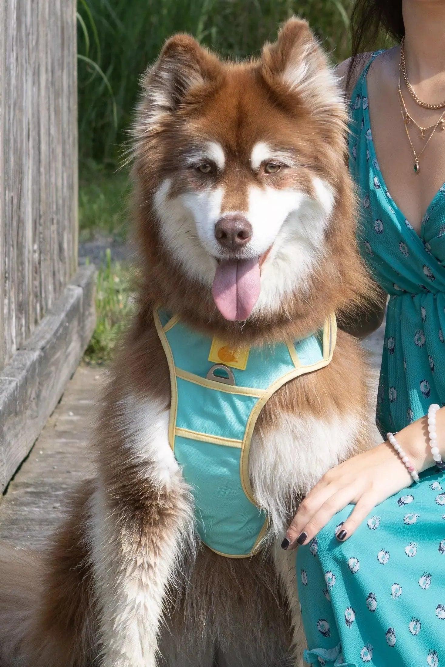 Island Vibes Ultimate Dog Harness Harness Aria the Fox