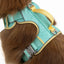 Island Vibes Ultimate Dog Harness Aqua Sunshine Yellow Harness Aria the Fox