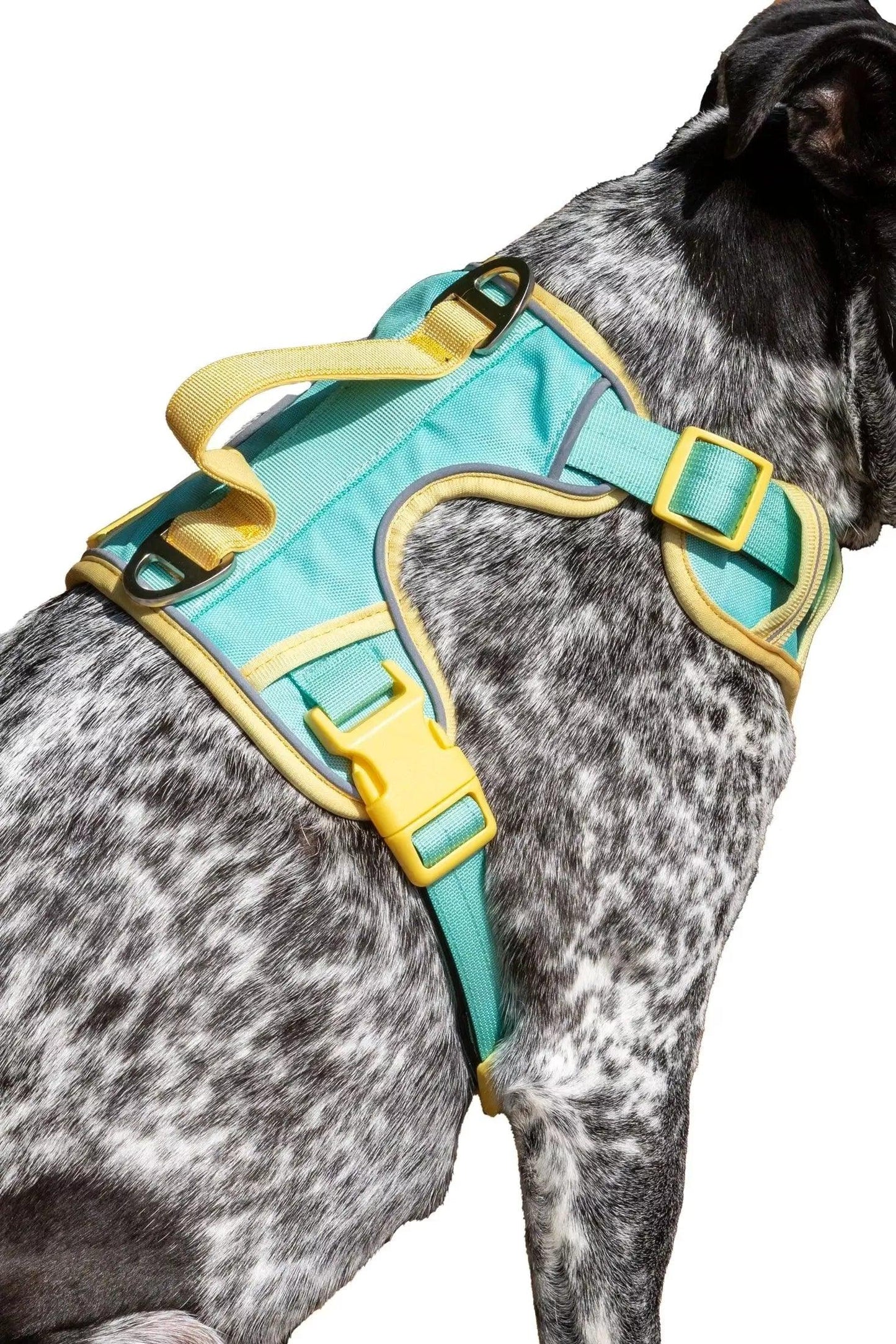 Island Vibes Ultimate Dog Harness Aqua Sunshine Yellow Small Harness Aria the Fox